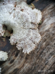 Schizophyllum commune
