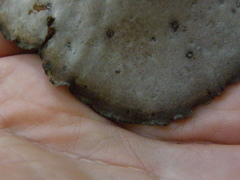 Neodictyopus dictyopus
