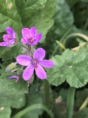 Erodium malacoides