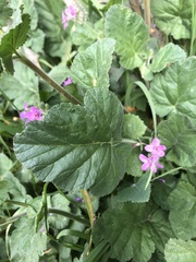 Erodium malacoides