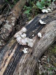 Schizophyllum commune
