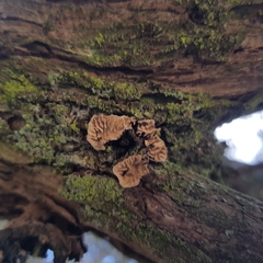 Lenzitopsis oxycedri