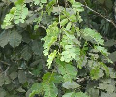 Copaifera salikounda