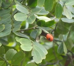 Copaifera salikounda