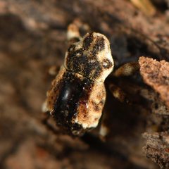 Tychanopais pictulus