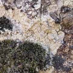 Lepraria membranacea