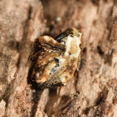 Tychanopais pictulus