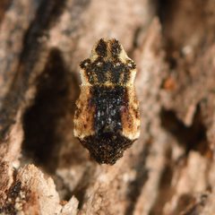 Tychanopais pictulus