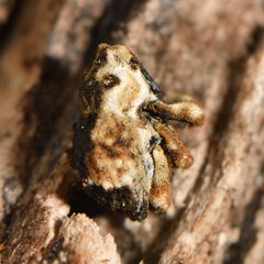 Tychanopais pictulus