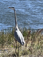 Ardea herodias