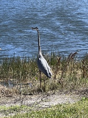 Ardea herodias