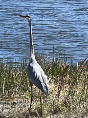 Ardea herodias