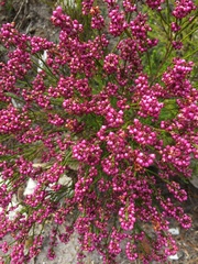 Erica multumbellifera