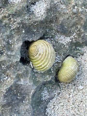 Nerita plicata
