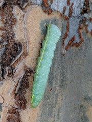 Amphipyra pyramidoides