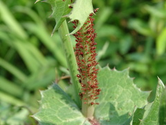 Uroleucon formosanum
