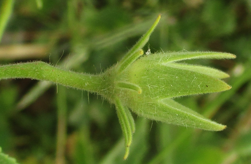 Hibiscus sidiformis image