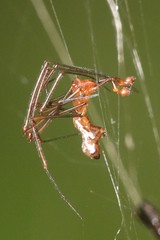 Argyrodes fissifrons