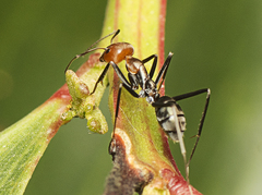 Iridomyrmex rubriceps