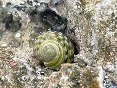 Nerita plicata