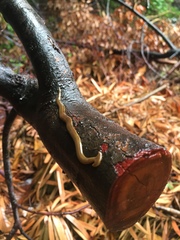 Bipalium monolineatum