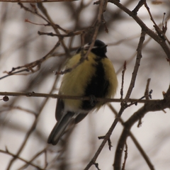 Parus major