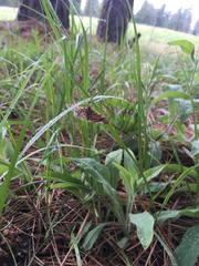Epelis truncataria
