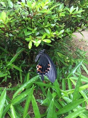 Papilio demetrius