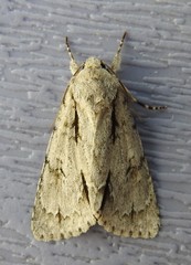 Acronicta laetifica