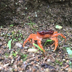 Geothelphusa dehaani