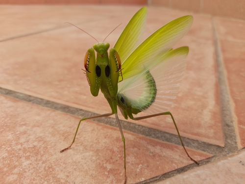Mantide religiosa
