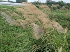 Miscanthus sinensis