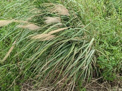 Miscanthus sinensis