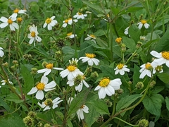 Bidens alba