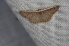 Idaea inversata