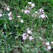Hybrid Campion - Photo (c) Michael, some rights reserved (CC BY-NC), uploaded by Michael