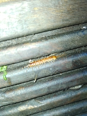 Lithobius