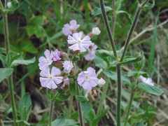 Silene × hampeana