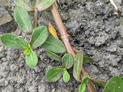 Alternanthera philoxeroides