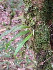 Liparis laurisilvatica