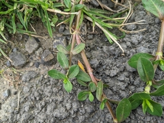 Alternanthera philoxeroides