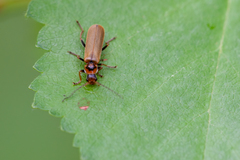 Cantharis figurata