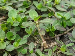 Alternanthera philoxeroides