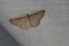 Idaea inversata
