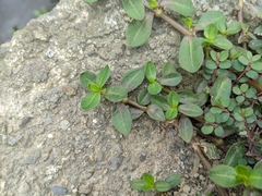 Alternanthera philoxeroides