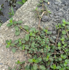 Alternanthera philoxeroides