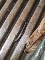 Tachypodoiulus niger