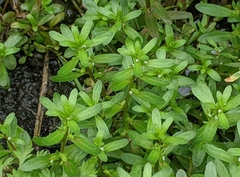 Veronica peregrina