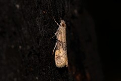 Scoparia eumeles