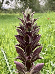 Acanthus syriacus